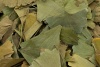 Гинкго Билоба, цельный лист (Ginkgo Biloba, leaf) фото 3 &mdash; Биостандарт